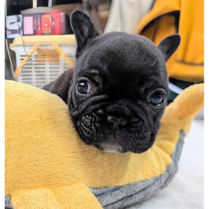 販売中の愛媛県のフレンチブルドッグ-452471の4枚目