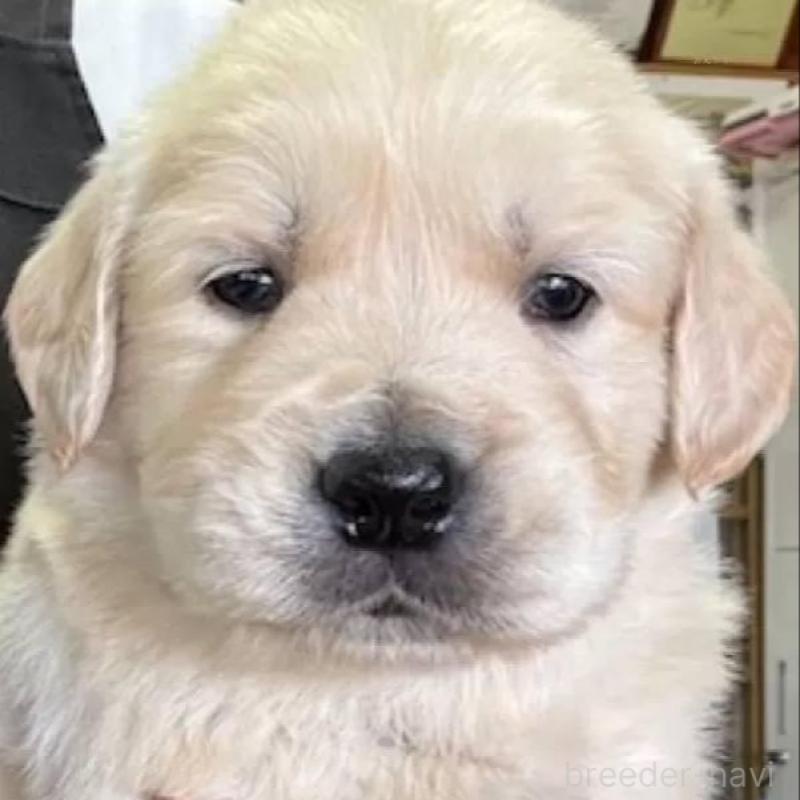 販売中の福島県のゴールデンレトリーバー-452470の2枚目