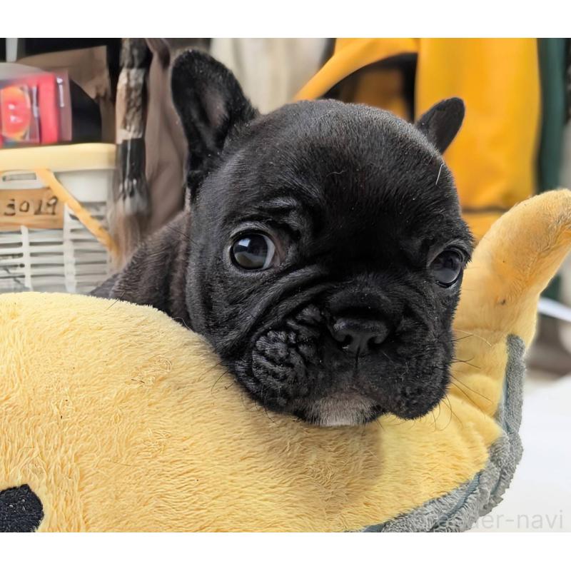 販売中の愛媛県のフレンチブルドッグ-452471の3枚目