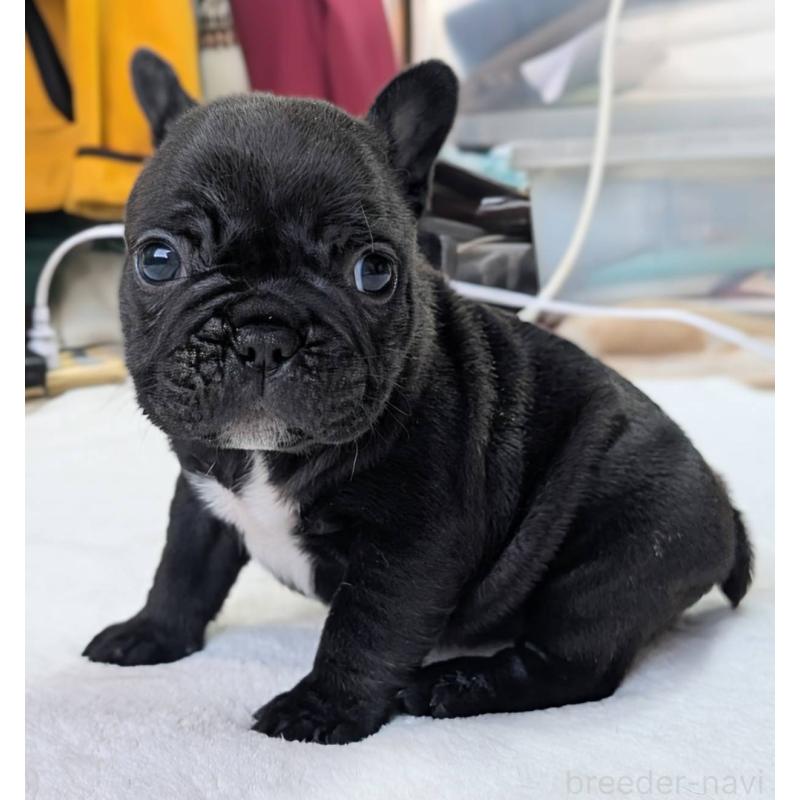 販売中の愛媛県のフレンチブルドッグ-452471の2枚目
