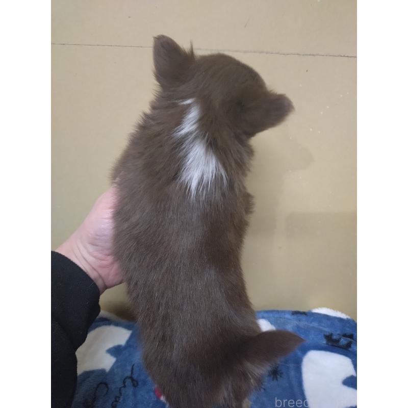 販売中の福岡県のチワワ(ロングコート)-452474の4枚目