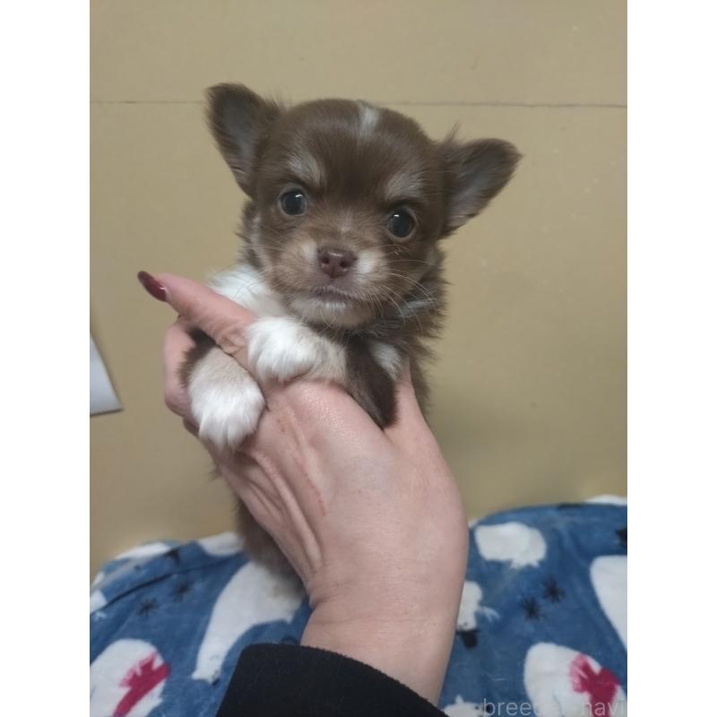 販売中の福岡県のチワワ(ロングコート)-452474の3枚目