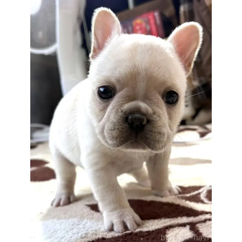 販売中の愛媛県のフレンチブルドッグ-452475の10枚目