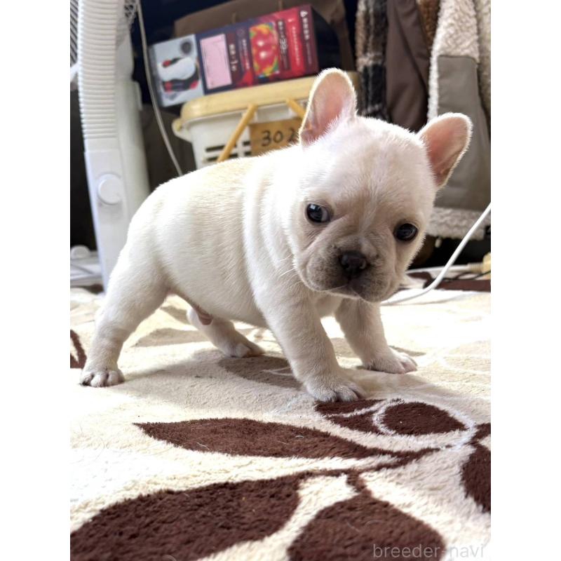 販売中の愛媛県のフレンチブルドッグ-452475の9枚目
