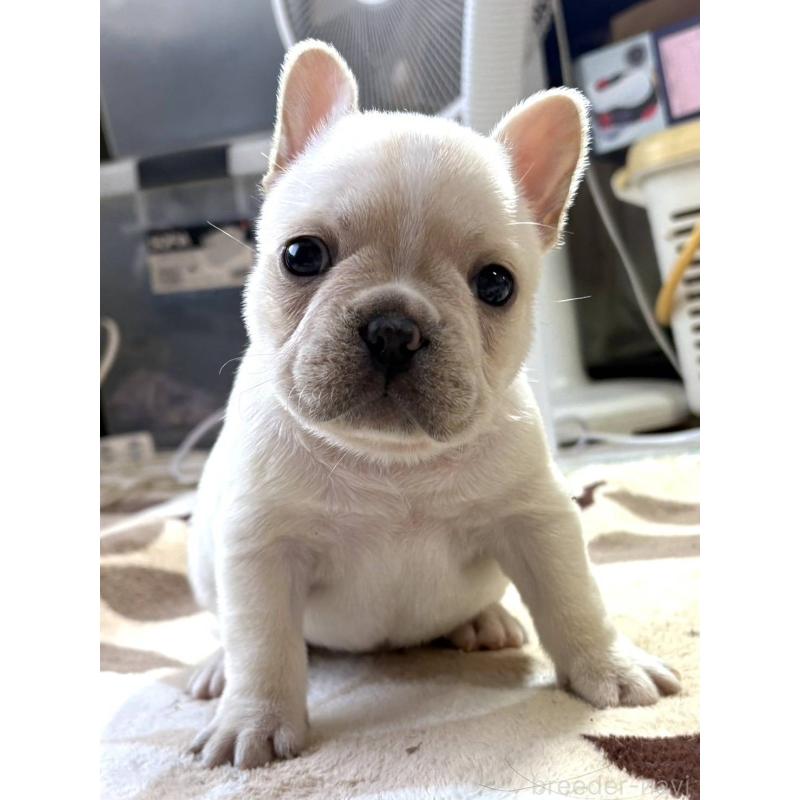 販売中の愛媛県のフレンチブルドッグ-452475の8枚目