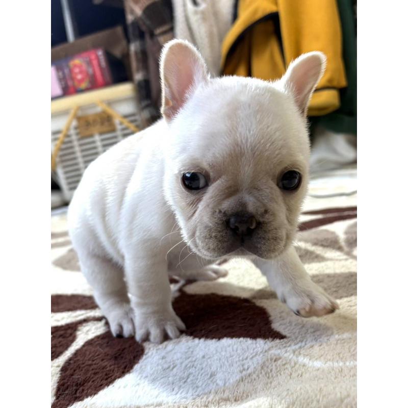 販売中の愛媛県のフレンチブルドッグ-452475の6枚目