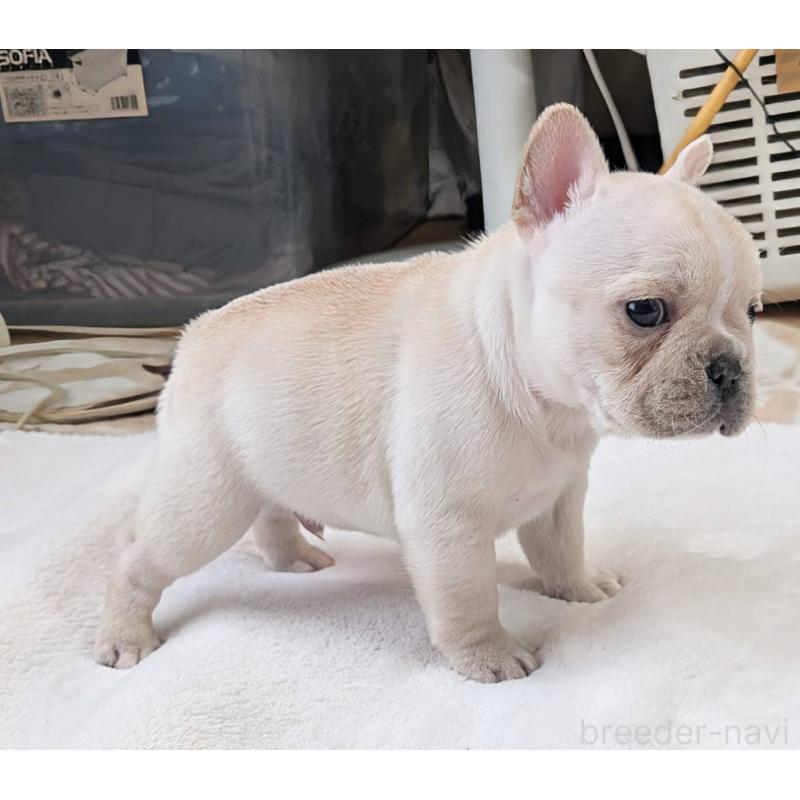 販売中の愛媛県のフレンチブルドッグ-452475の5枚目