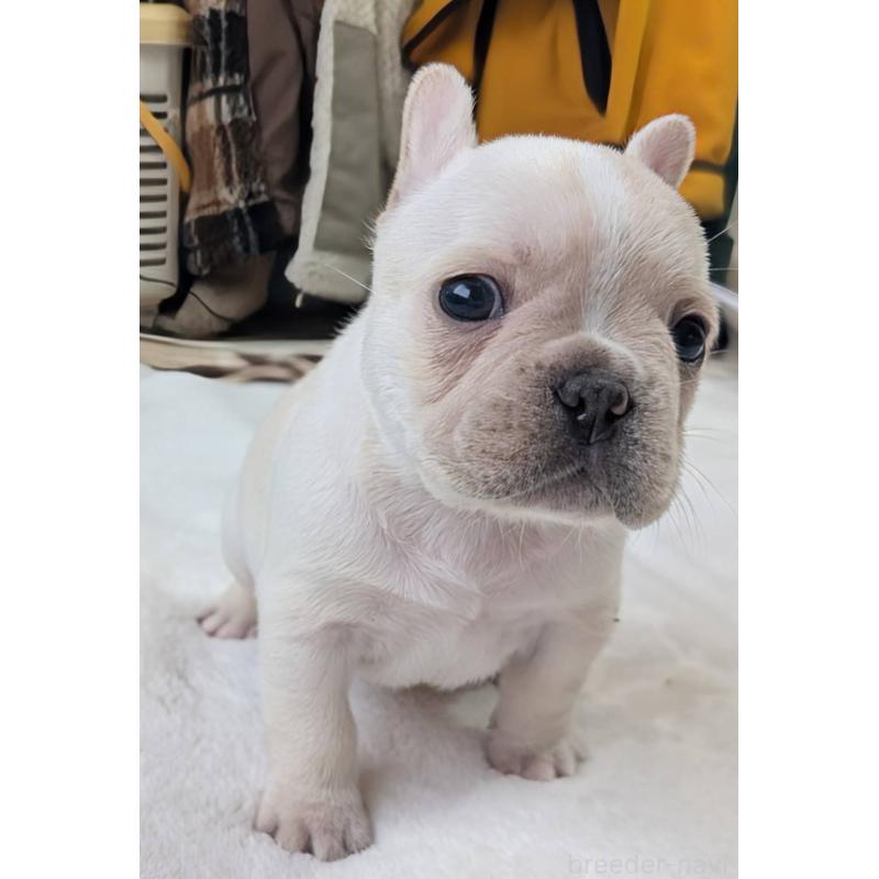 販売中の愛媛県のフレンチブルドッグ-452475の4枚目
