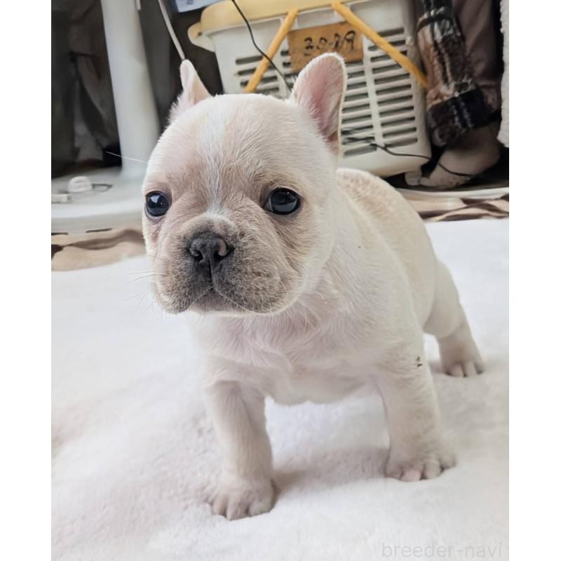 販売中の愛媛県のフレンチブルドッグ-452475の2枚目