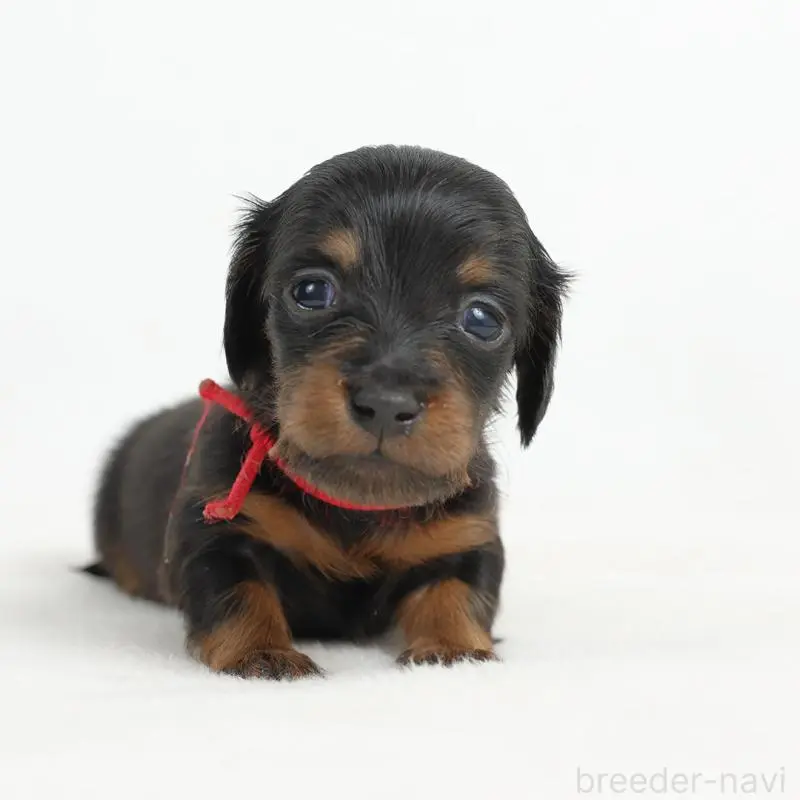 販売中の愛知県のミニチュアダックスフンド(ロングヘアード)-452476の4枚目