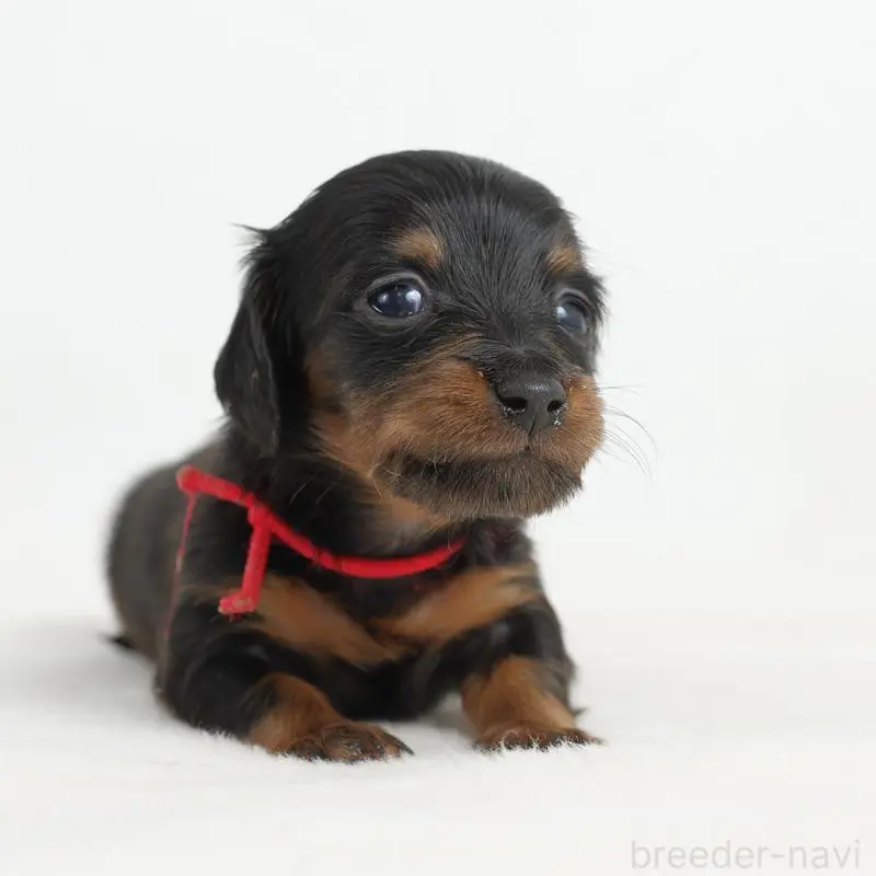 販売中の愛知県のミニチュアダックスフンド(ロングヘアード)-452476の3枚目