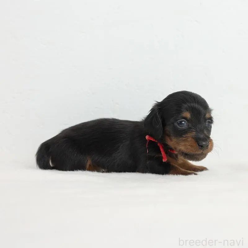 販売中の愛知県のミニチュアダックスフンド(ロングヘアード)-452476の2枚目