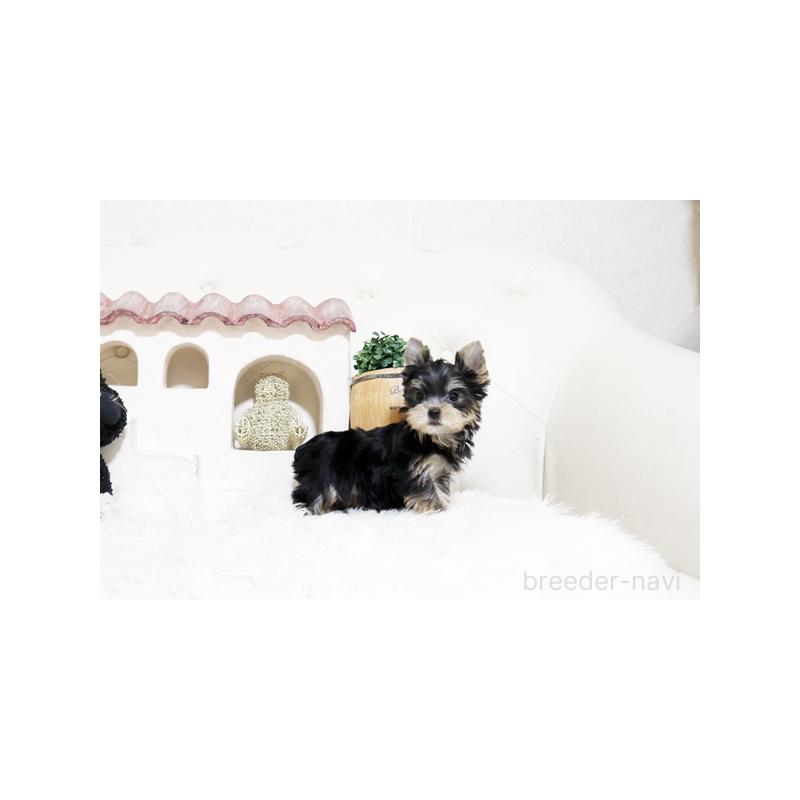 販売中の佐賀県のヨークシャーテリア-452477の4枚目