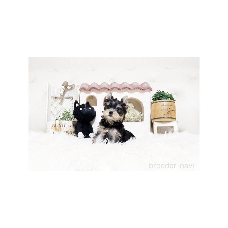 販売中の佐賀県のヨークシャーテリア-452477の3枚目