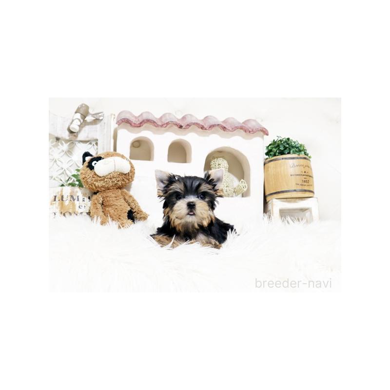 販売中の佐賀県のヨークシャーテリア-452478の4枚目