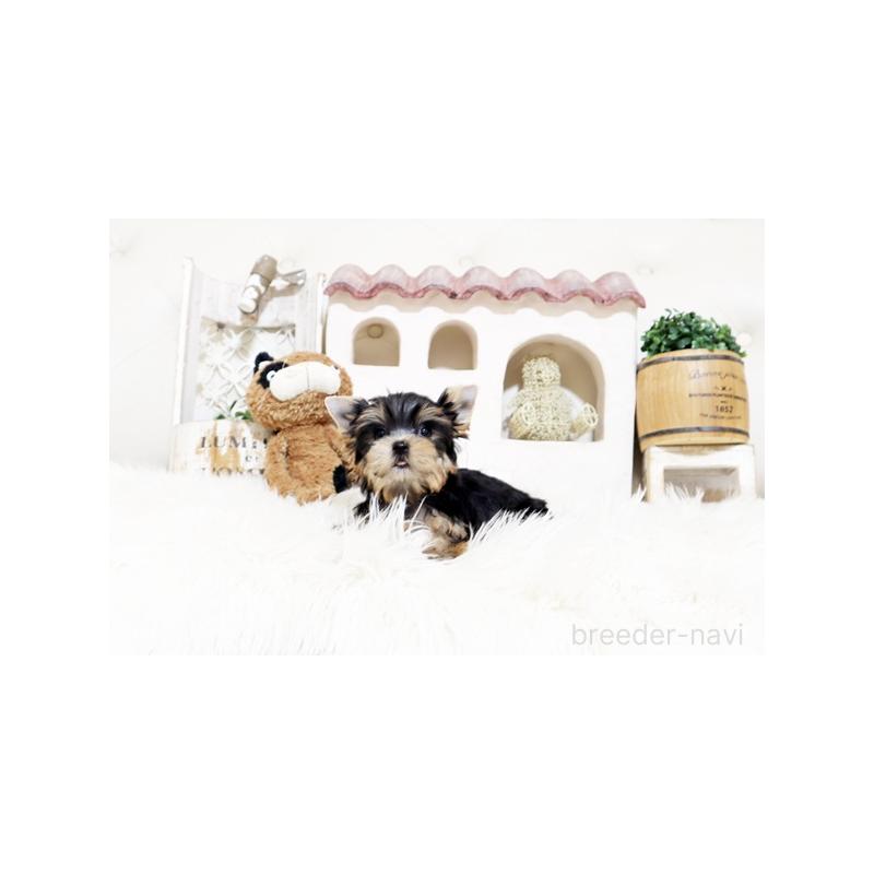 販売中の佐賀県のヨークシャーテリア-452478の3枚目