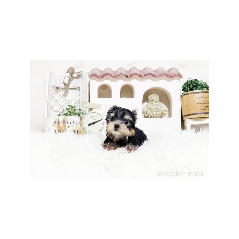 販売中の佐賀県のヨークシャーテリア-452479の4枚目