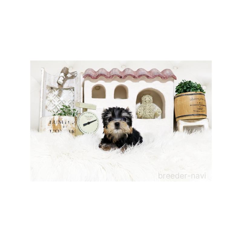 販売中の佐賀県のヨークシャーテリア-452479の3枚目