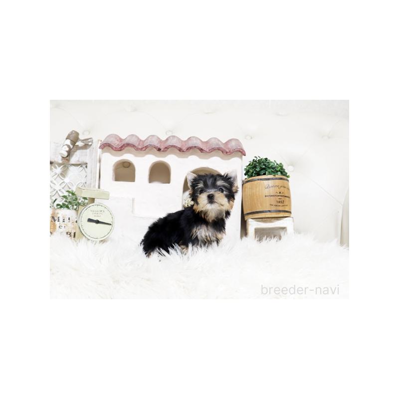 販売中の佐賀県のヨークシャーテリア-452479の2枚目