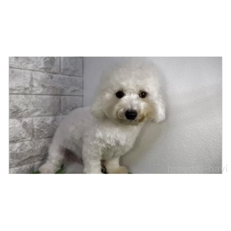 販売中の埼玉県のビションフリーゼ-452480の2枚目