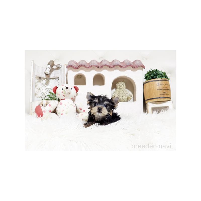 販売中の佐賀県のヨークシャーテリア-452481の2枚目