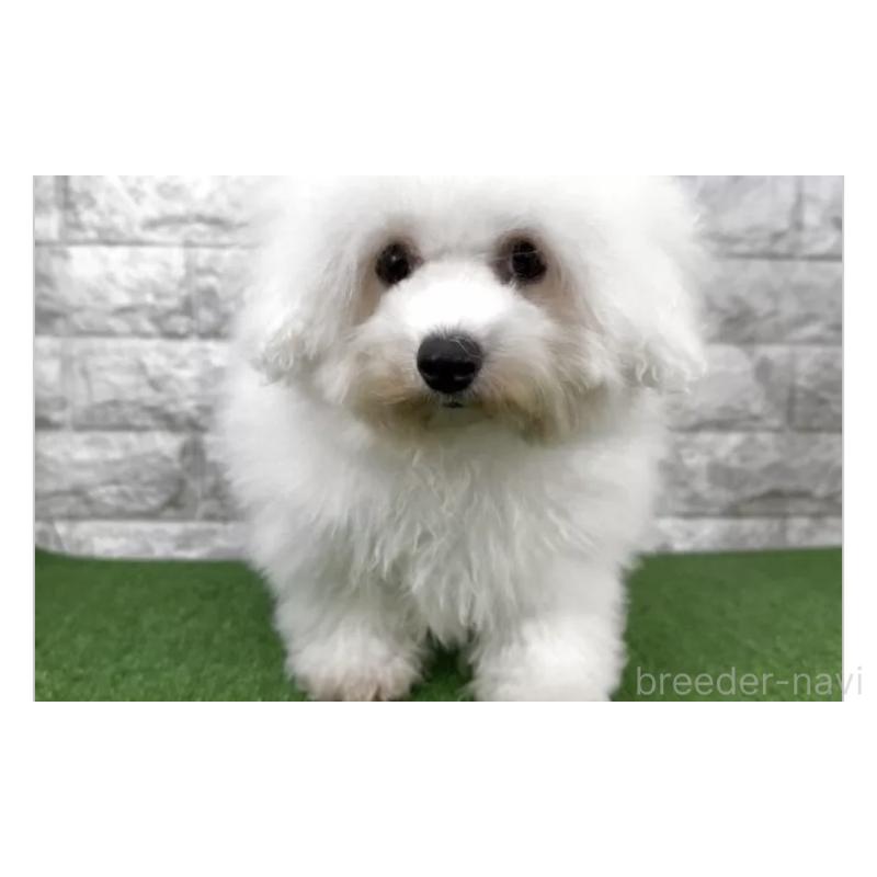 販売中の埼玉県のビションフリーゼ-452482の3枚目