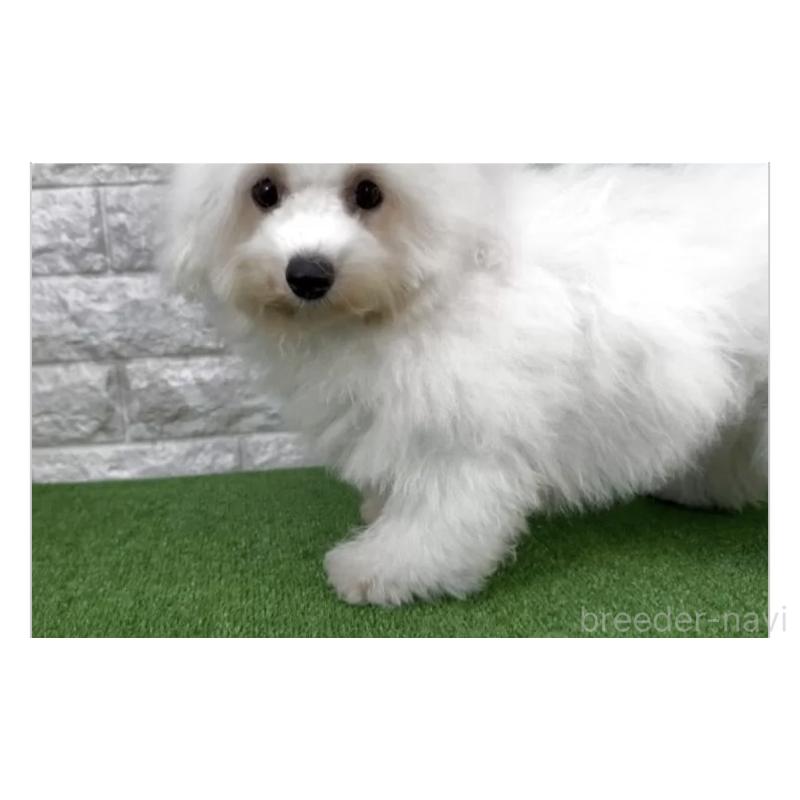 販売中の埼玉県のビションフリーゼ-452482の2枚目