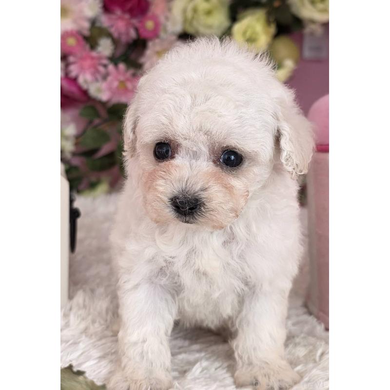 販売中の大阪府のトイプードル-452483の3枚目