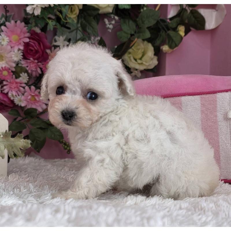 販売中の大阪府のトイプードル-452483の2枚目