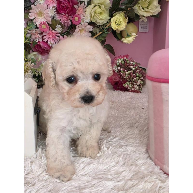 販売中の大阪府のトイプードル-452484の3枚目