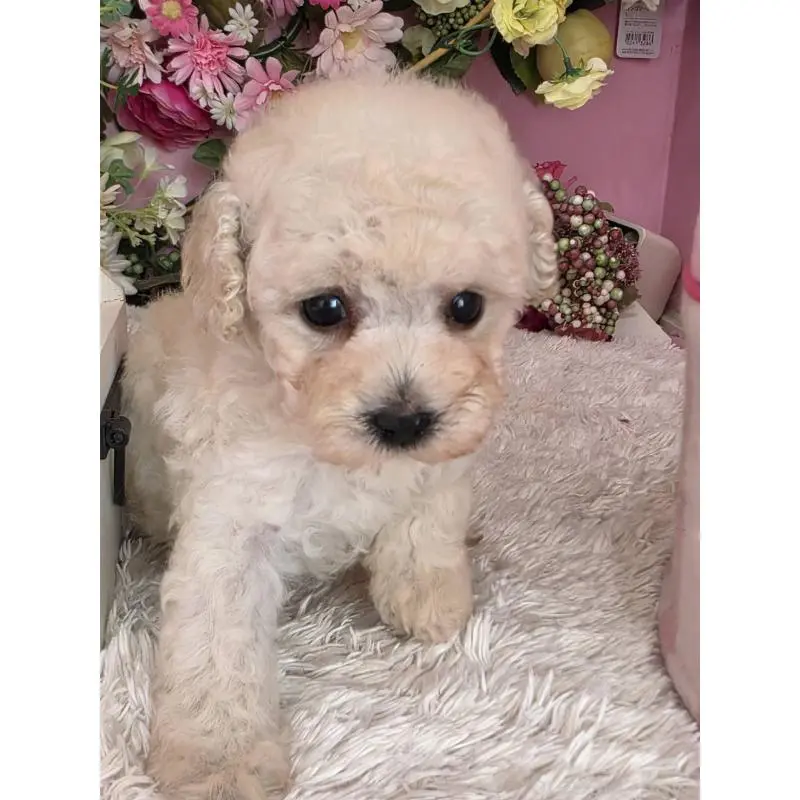 販売中の大阪府のトイプードル-452484の2枚目
