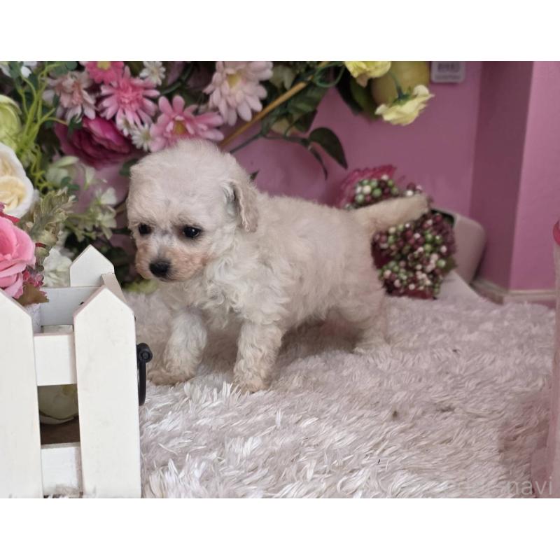 販売中の大阪府のトイプードル-452485の4枚目