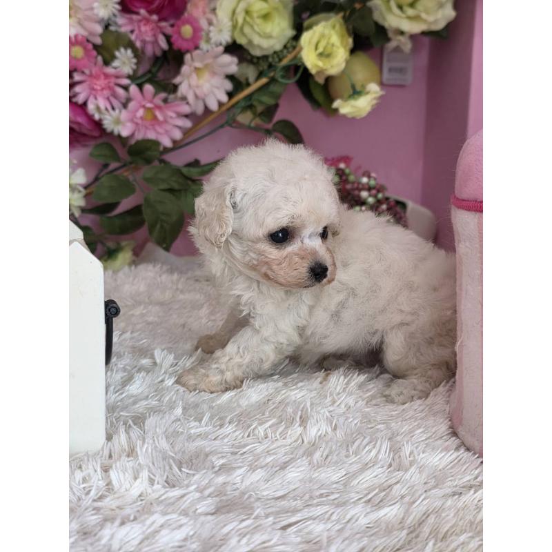 販売中の大阪府のトイプードル-452485の3枚目