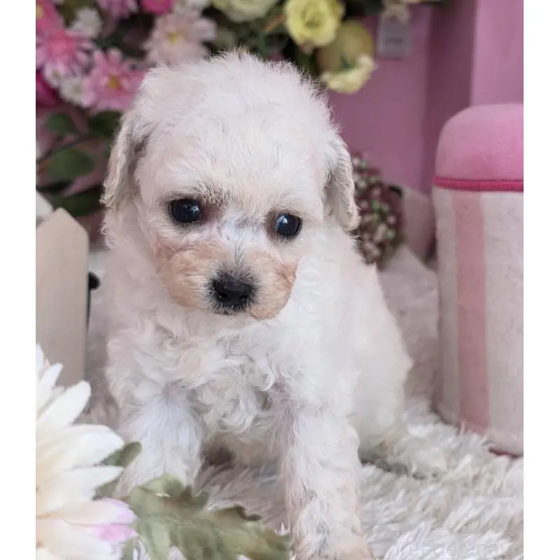 販売中の大阪府のトイプードル-452485の2枚目