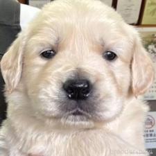 ♀︎ゴールデンレトリーバー