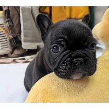 ♀︎フレンチブルドッグ