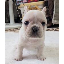 ♀︎フレンチブルドッグ