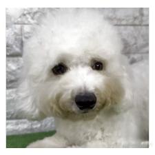 ♀︎ビションフリーゼ