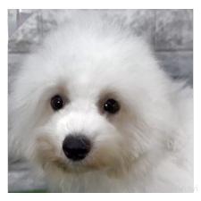 ♀︎ビションフリーゼ