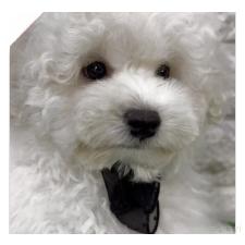 ♀︎ビションプー:ビションフリーゼ×トイプードル