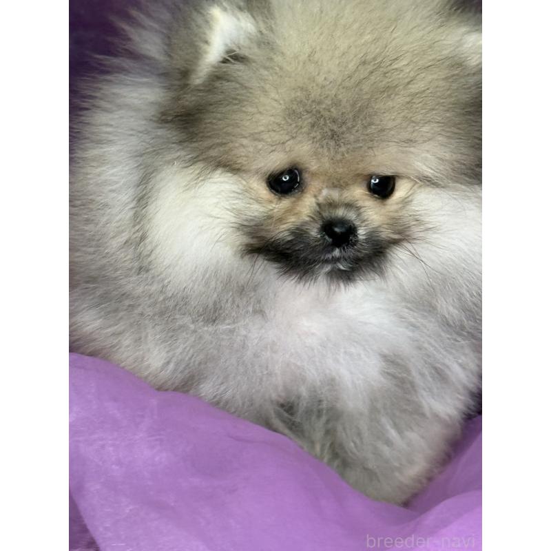 販売中の三重県のポメラニアン-452487の11枚目