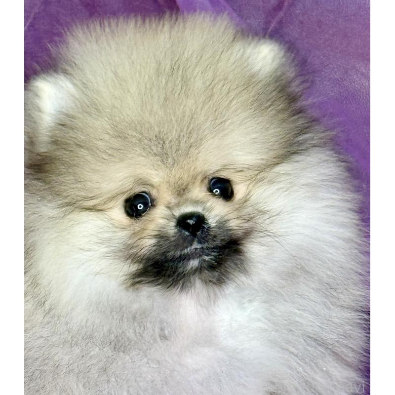 販売中の三重県のポメラニアン-452487の10枚目