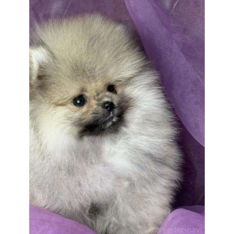 販売中の三重県のポメラニアン-452487の8枚目
