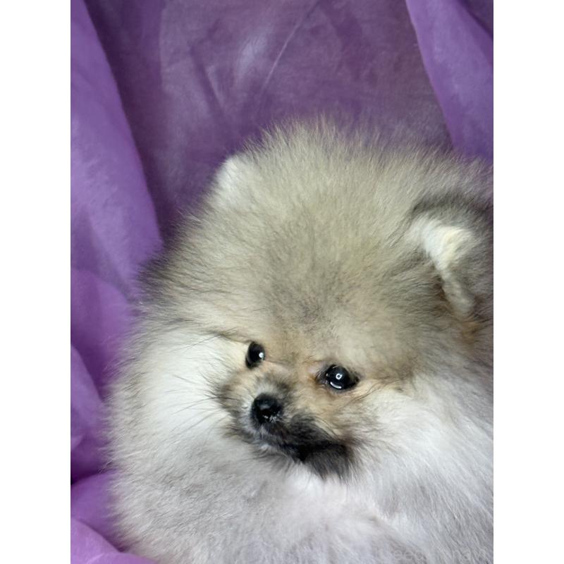 販売中の三重県のポメラニアン-452487の6枚目