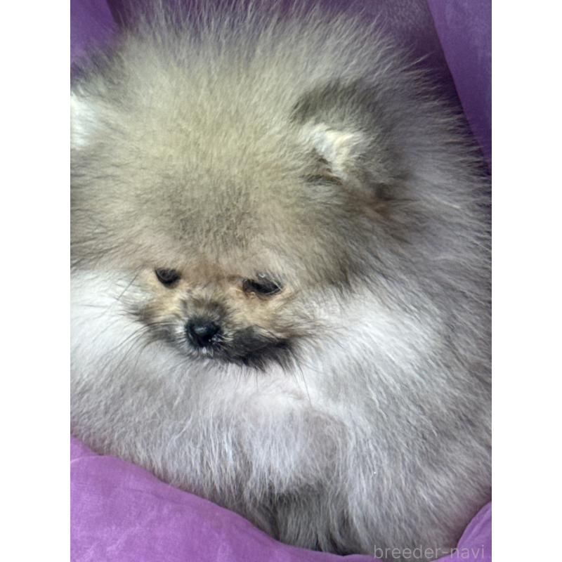 販売中の三重県のポメラニアン-452487の5枚目
