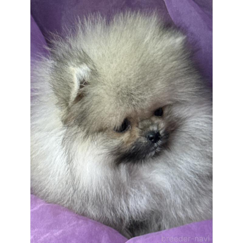 販売中の三重県のポメラニアン-452487の2枚目