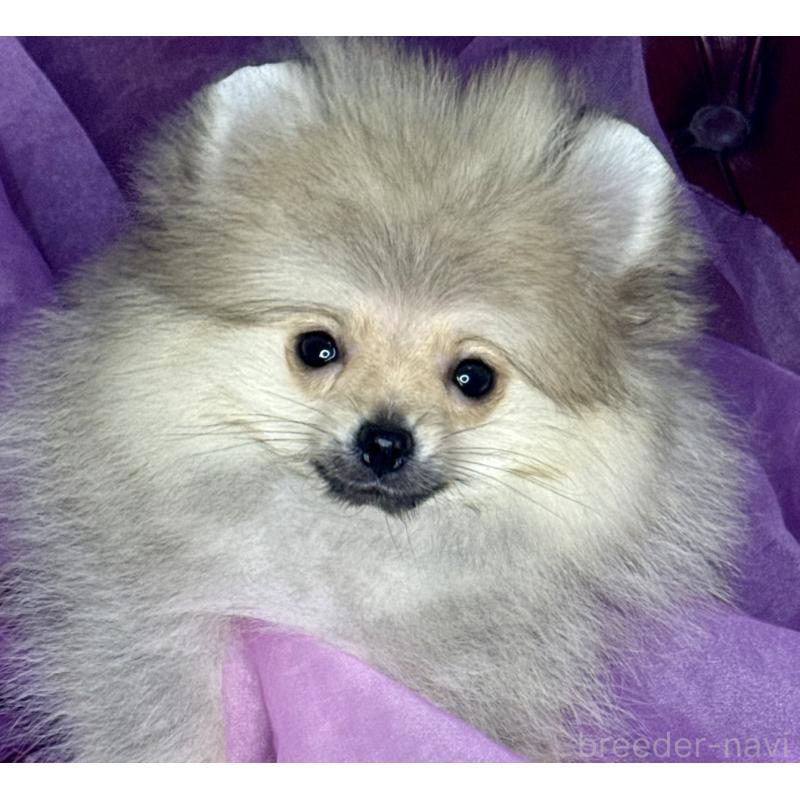 販売中の三重県のポメラニアン-452488の9枚目