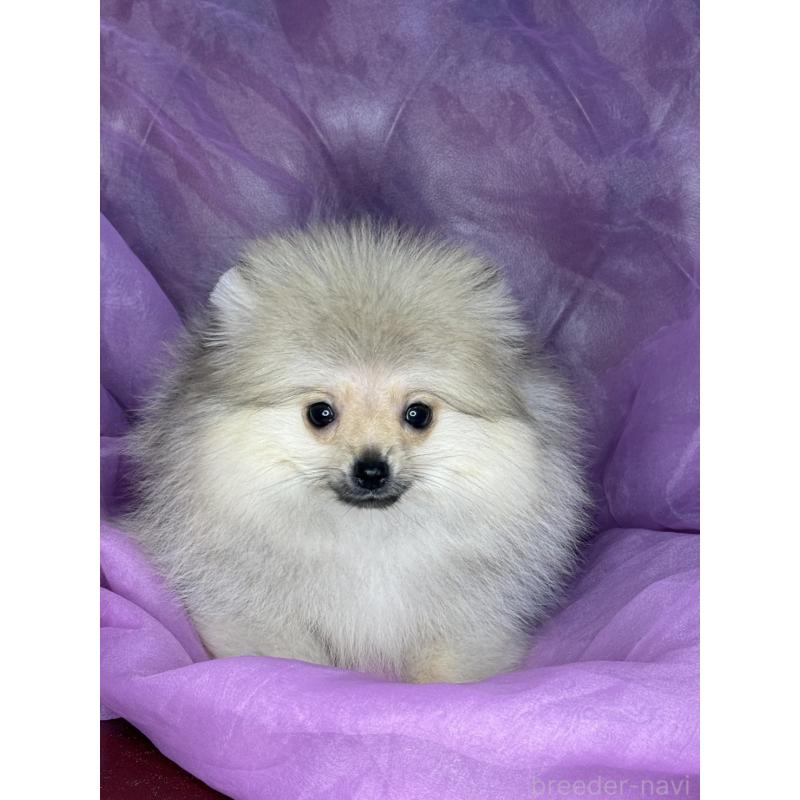 販売中の三重県のポメラニアン-452488の5枚目