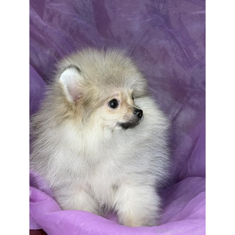 販売中の三重県のポメラニアン-452488の3枚目