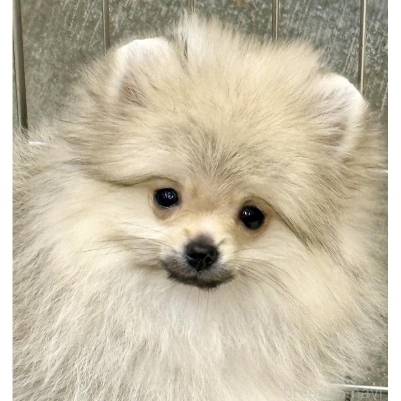 販売中の三重県のポメラニアン-452488の2枚目